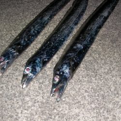 太刀魚、ヤリイカが釣れています